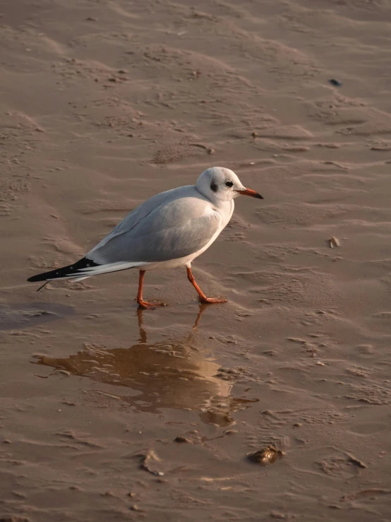 a seagull walks on a beach while the tide is out