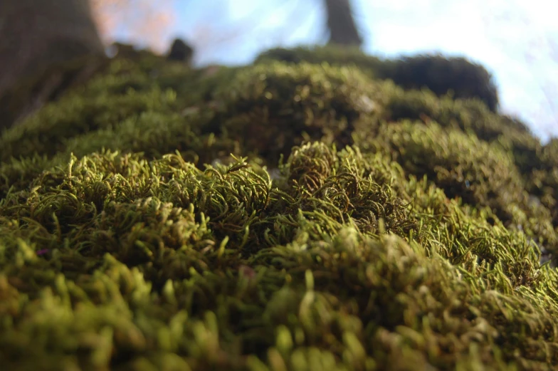 a bunch of moss that are growing on a tree