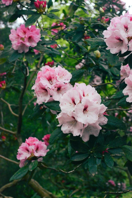 pink flowers that are growing on the nches