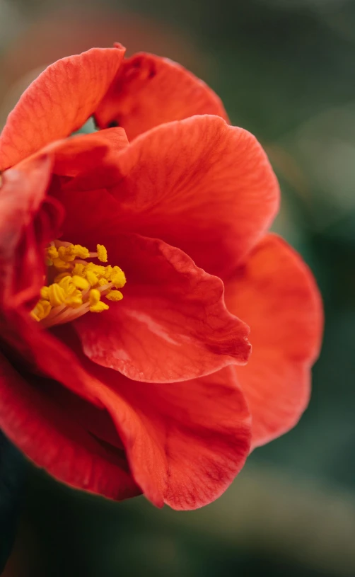 closeup of red flower with yellow pollen in bloom