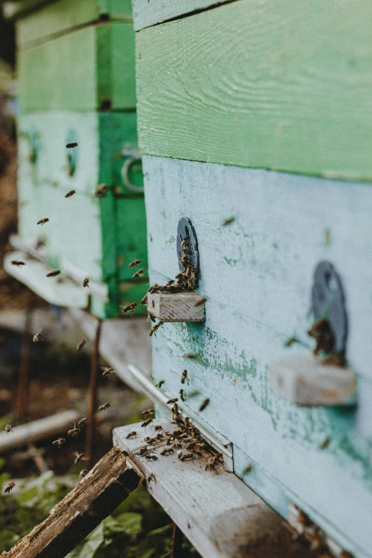 an old wooden frame with many bees around