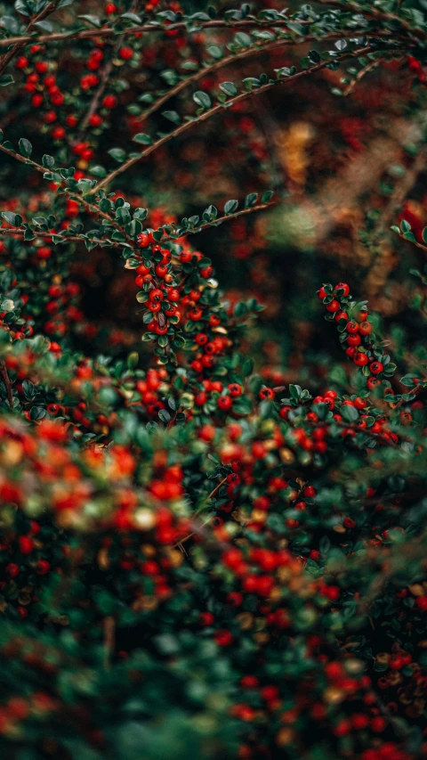 some berries in the bush near bushes