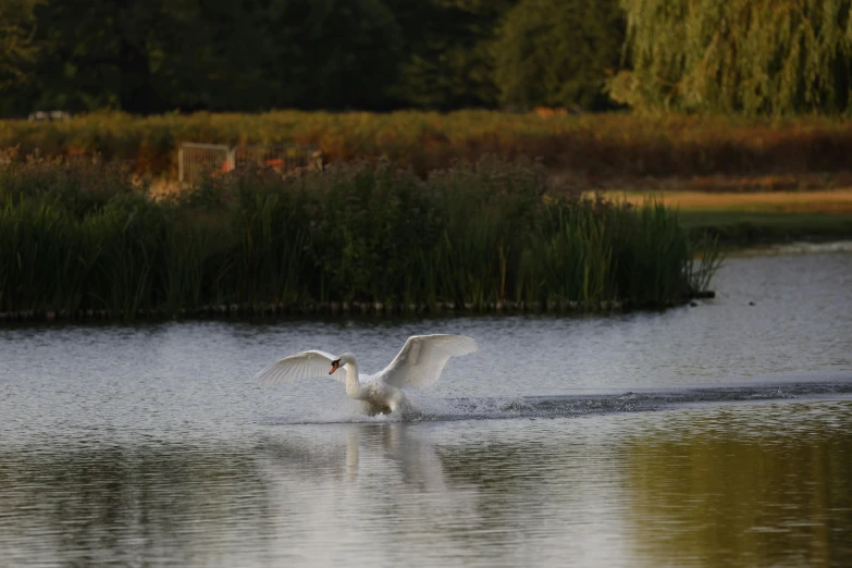 a large white bird that is flying over the water