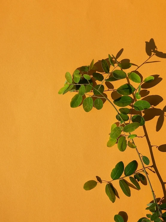 a plant that is leaning against the wall