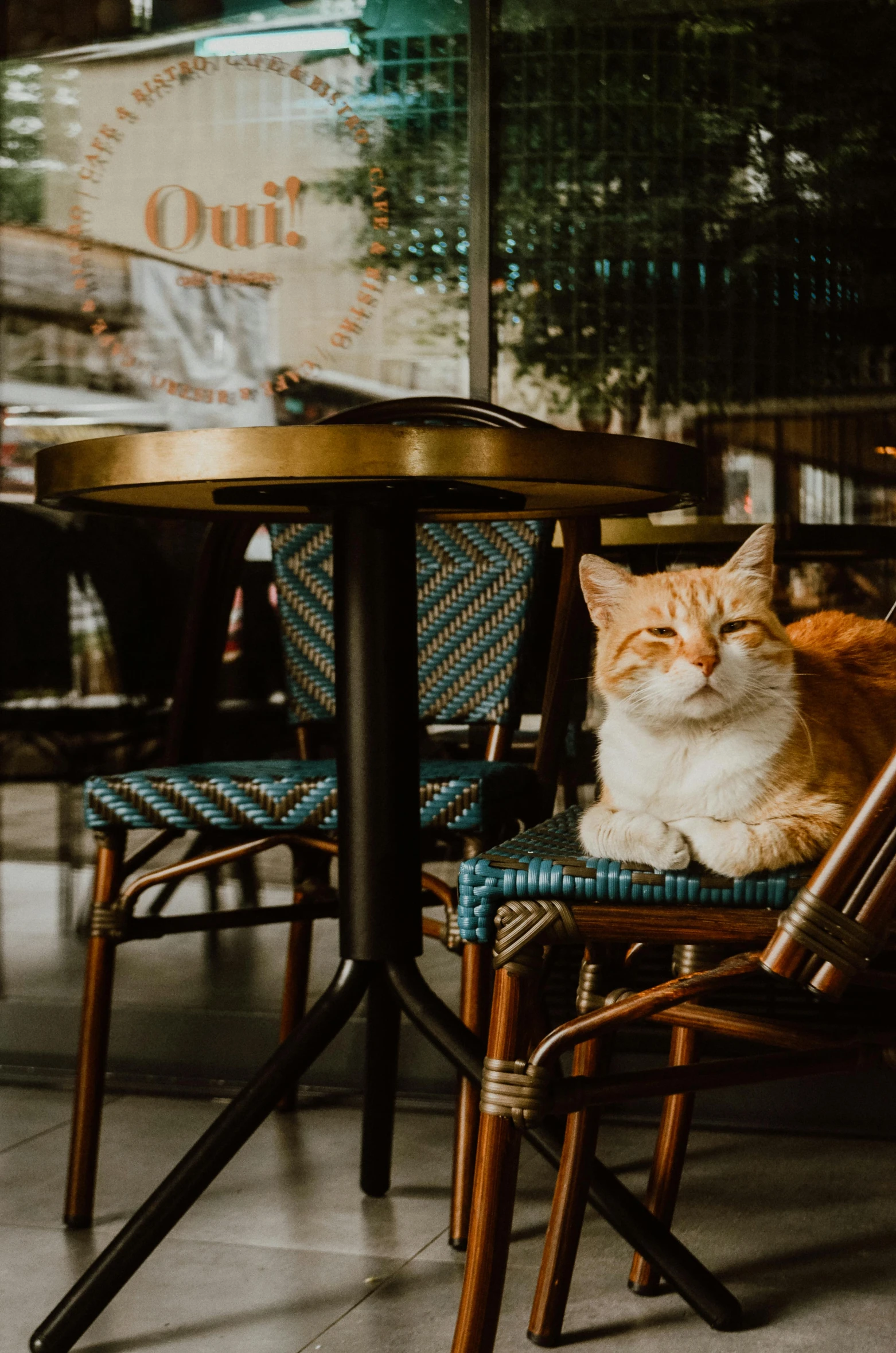 the orange and white cat is sitting at a table