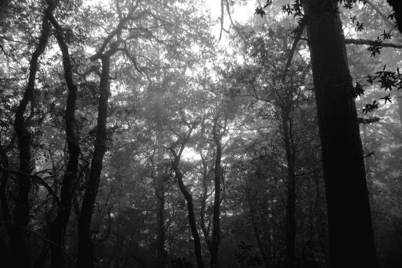 a black and white image of the woods with lots of trees