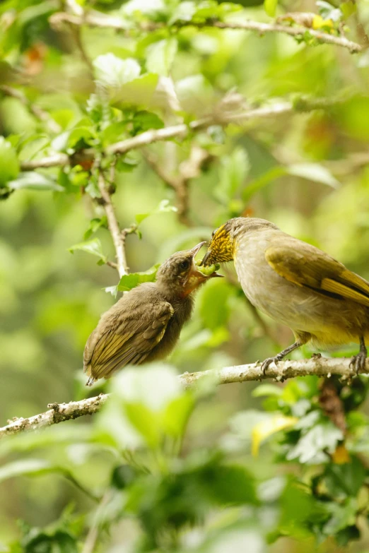 two birds on a nch feeding each other