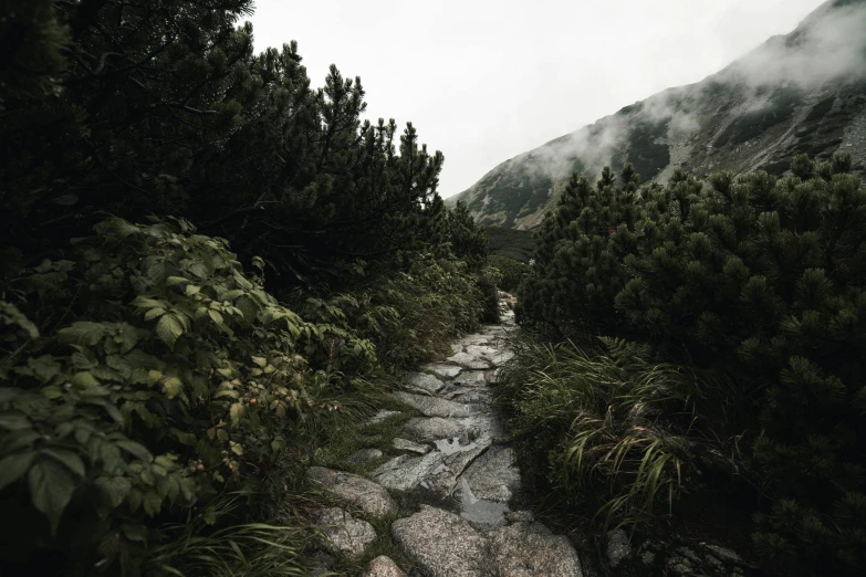 there are rocks and trees on the path to the top of a hill