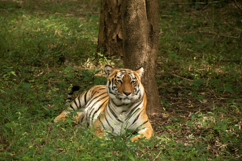 a tiger laying on the ground near a tree