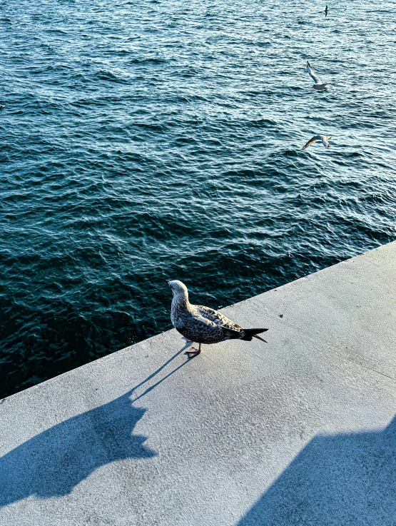 two seagulls are standing next to the water