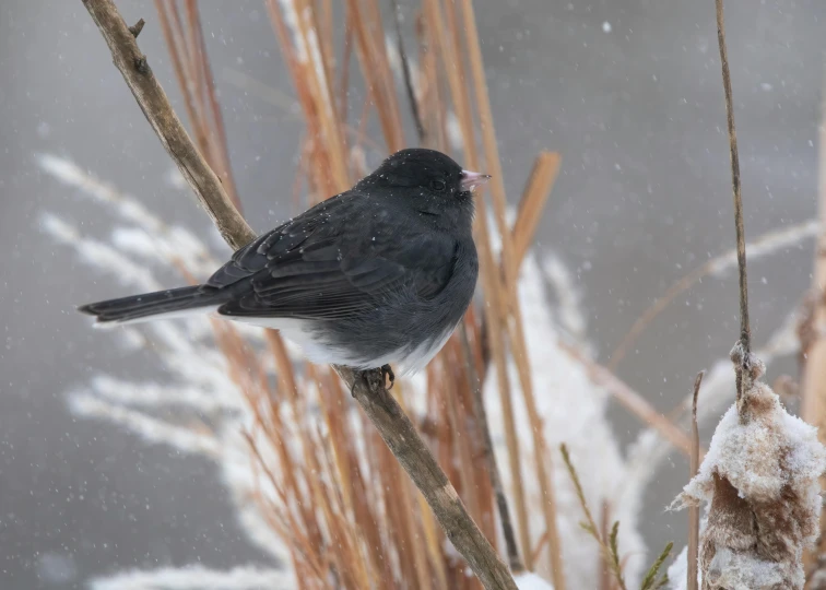 a gray bird perched on a bare nch in the snow