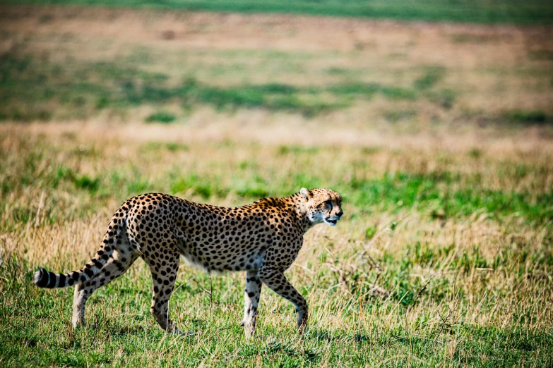 a cheetah in a field, with grass growing around it