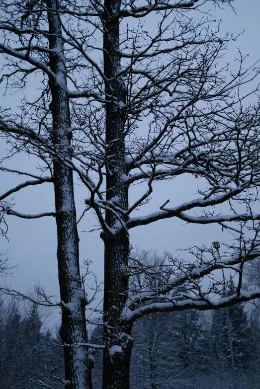 a bench and tree with snow covered nches