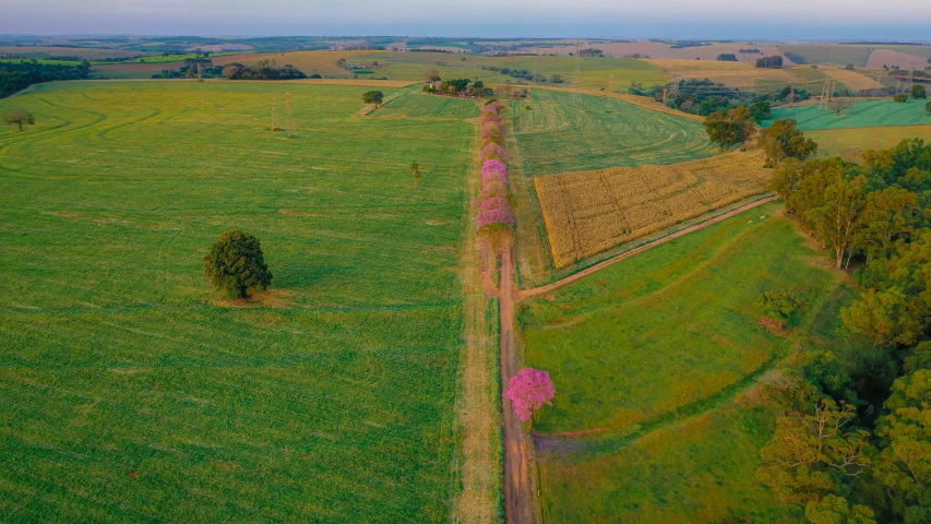 a country road surrounded by grass and trees