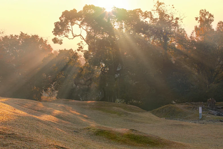 a cow sitting in the sun on top of a grass covered hillside