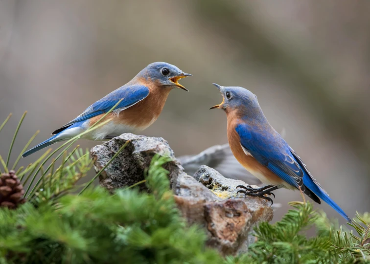 two blue birds standing on top of a pine tree