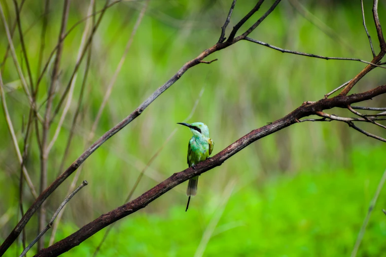 there is a small bird on a nch