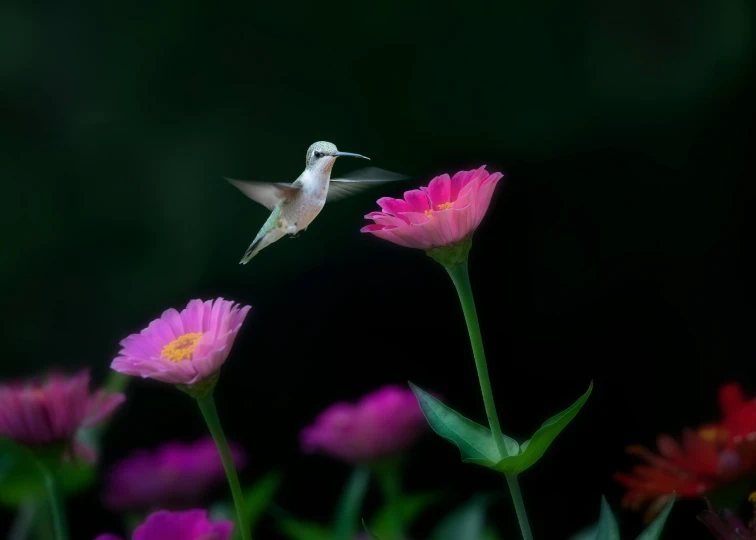 there is a hummingbird flying over some flowers