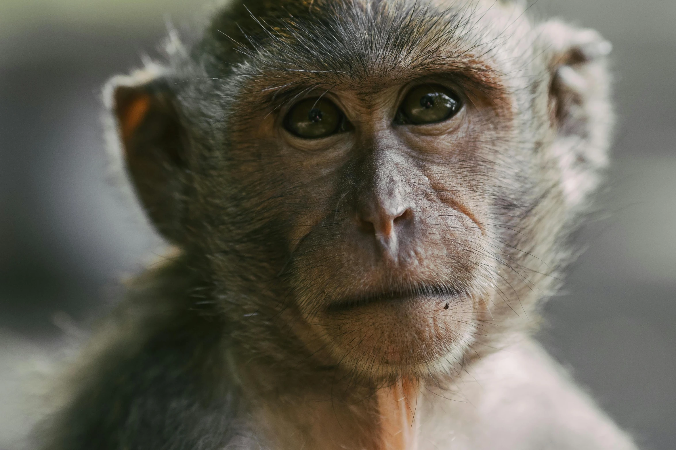 a small monkey with green eyes looking at the camera