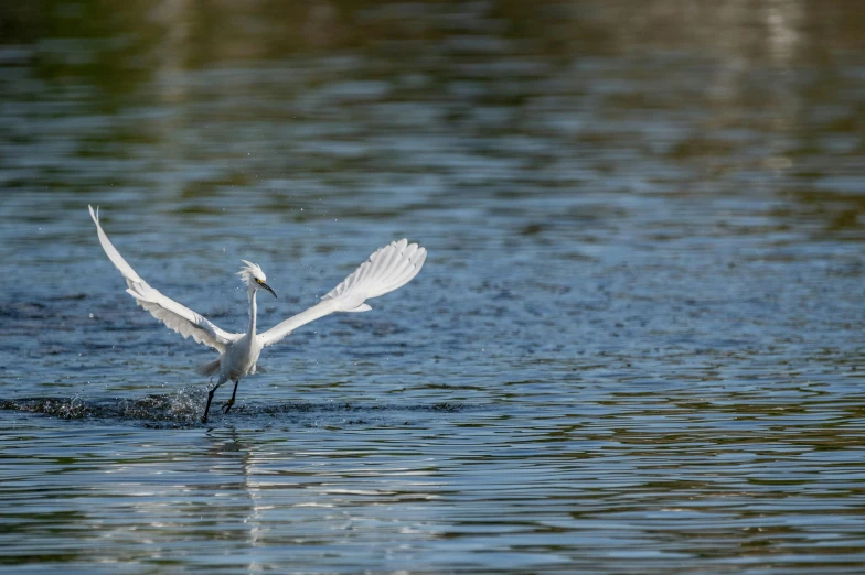 a bird flaps its wings and spreads it's wings out