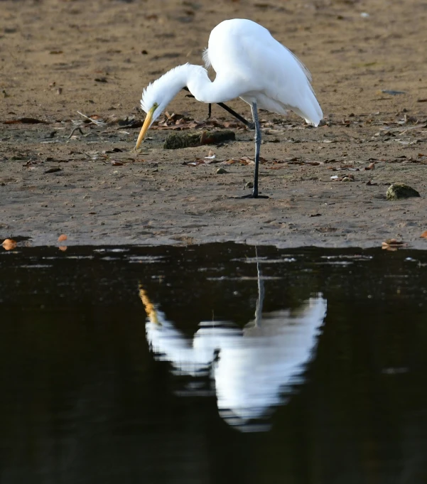 two birds are on the ground and water