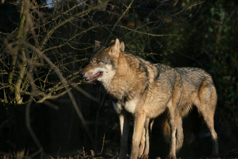 an adult wolf barking in the forest