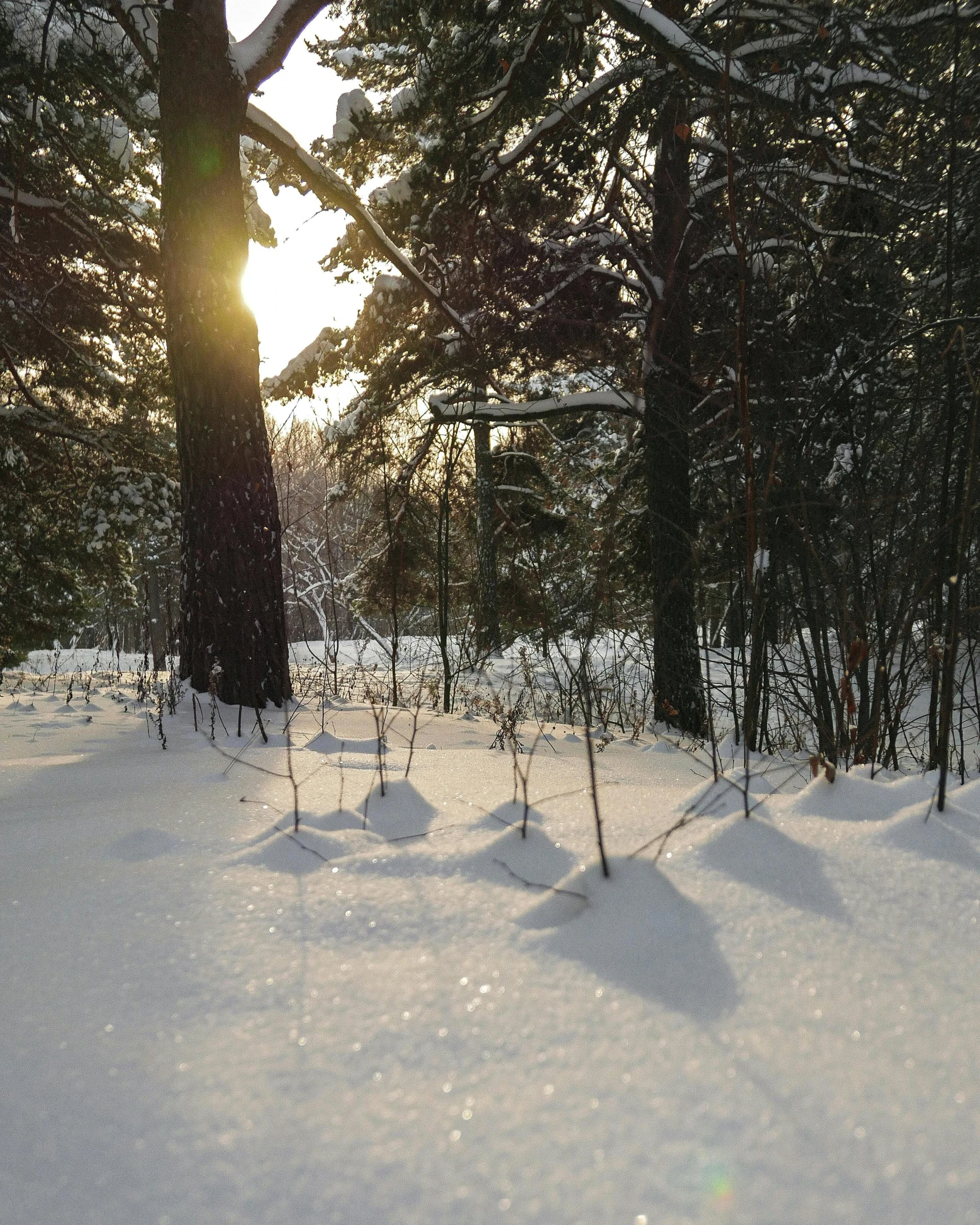 a group of trees sitting in the snow