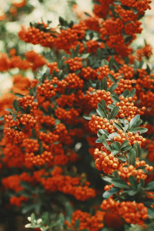 the red bush is full of small flowers