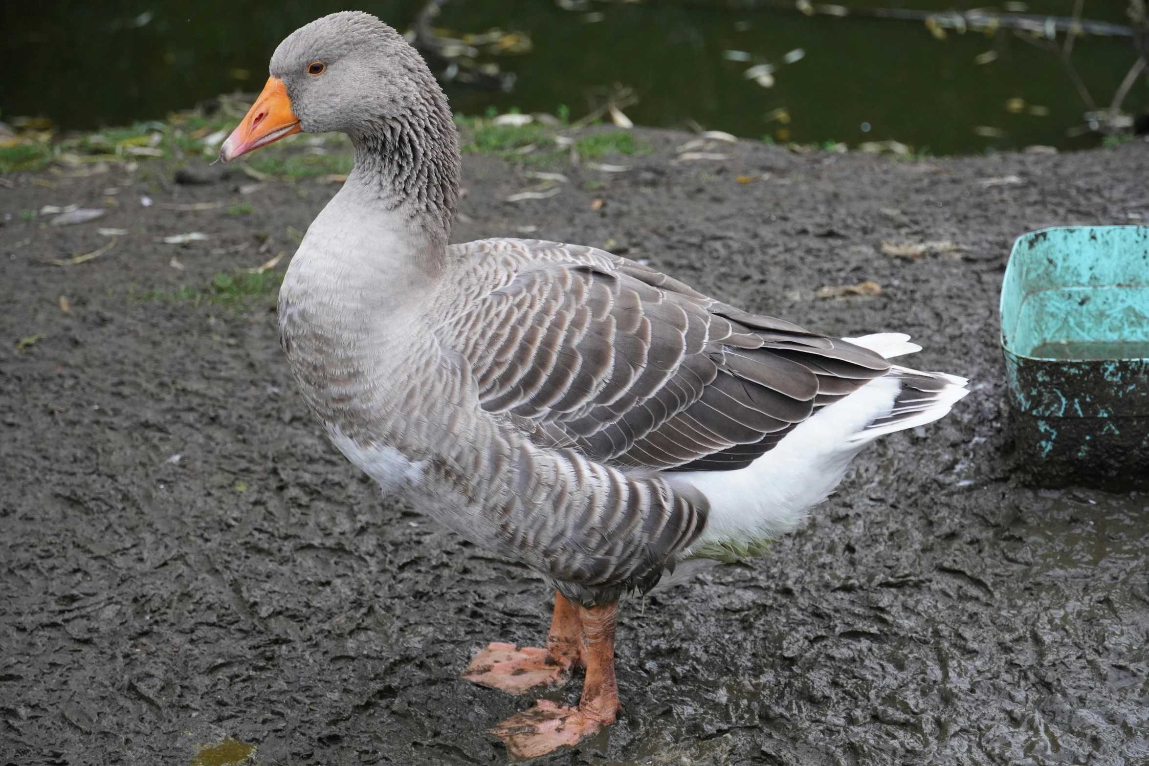 a duck standing on the ground by some mud