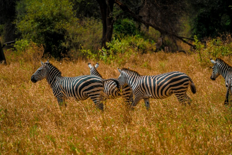 three zes walk across a field of tall brown grass