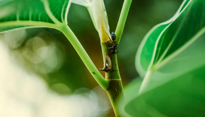 a bug is sitting on the side of a leaf