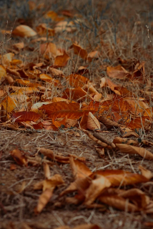 dry grass with leaves lying on it