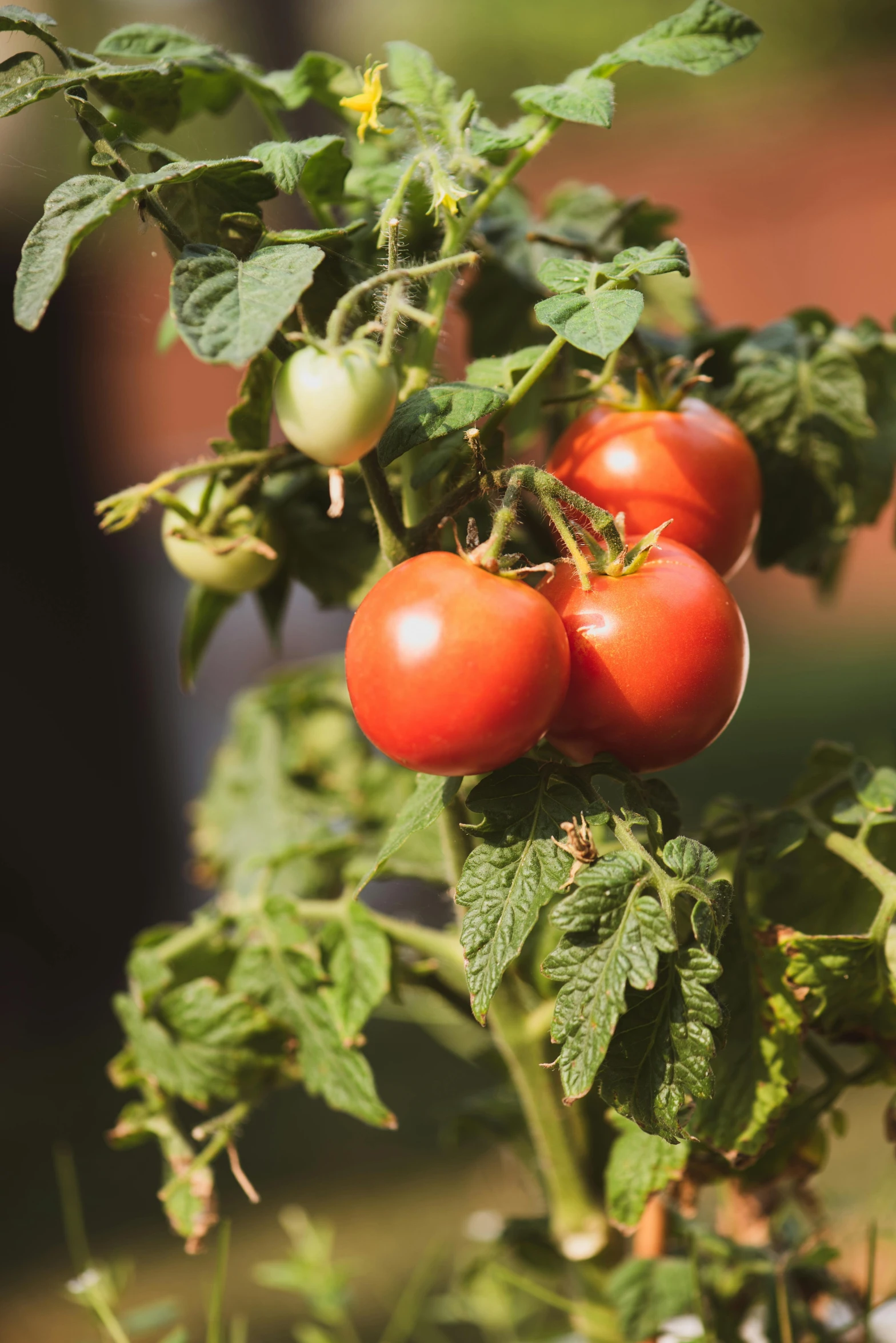 four ripe tomatoes growing on a bush together