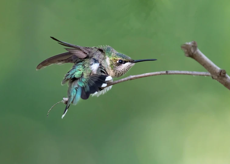 a small bird is perched on a nch