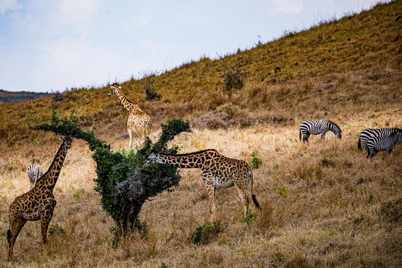 giraffes and zes graze on grassy hill tops