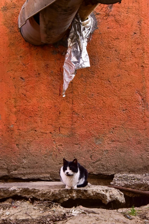 cat sitting on the ground in front of a large orange wall