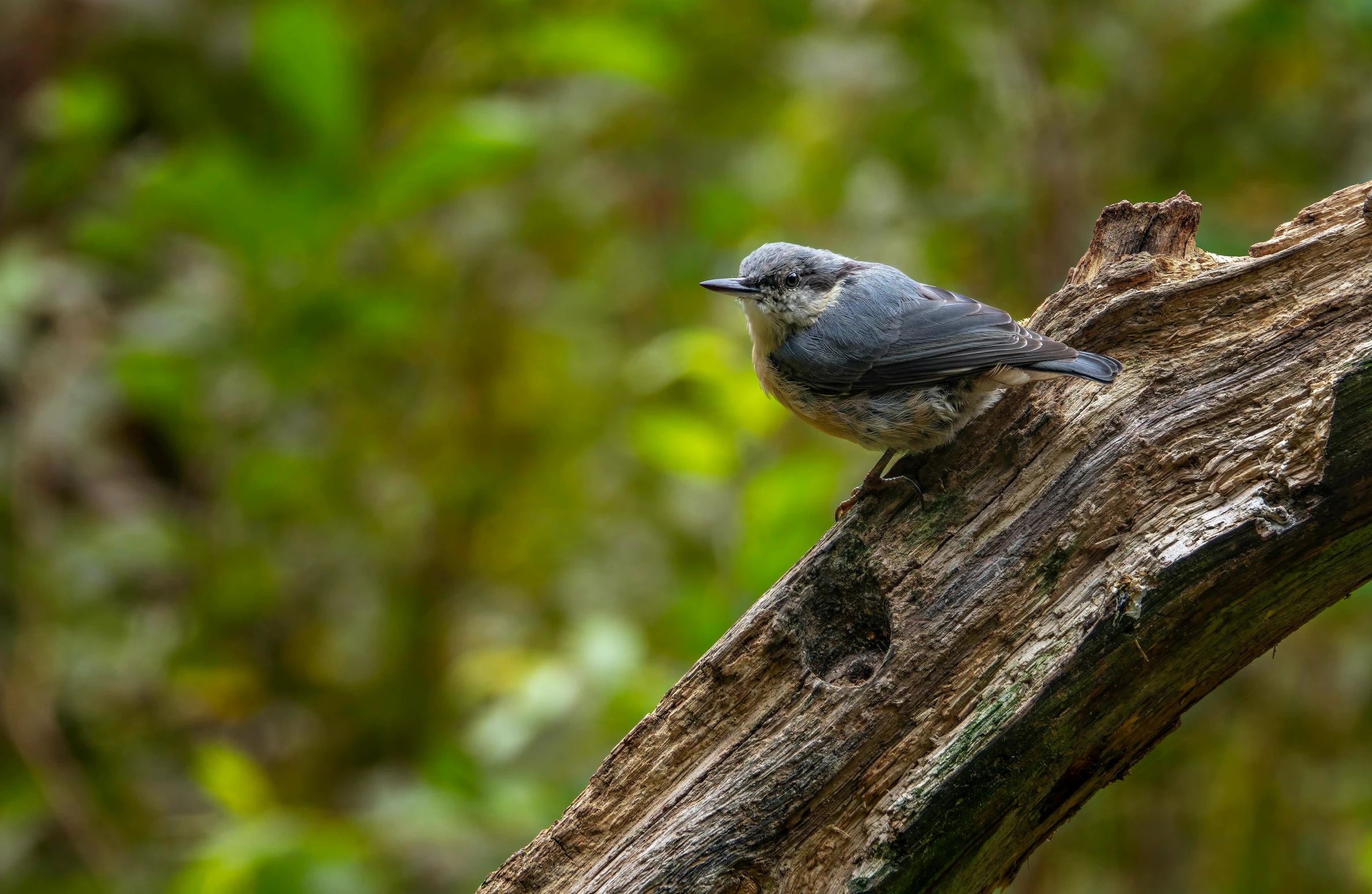 a small bird sitting on top of a tree nch