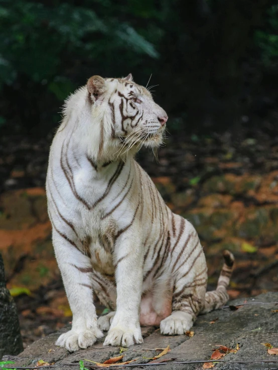 a white tiger sitting on a rock in the forest