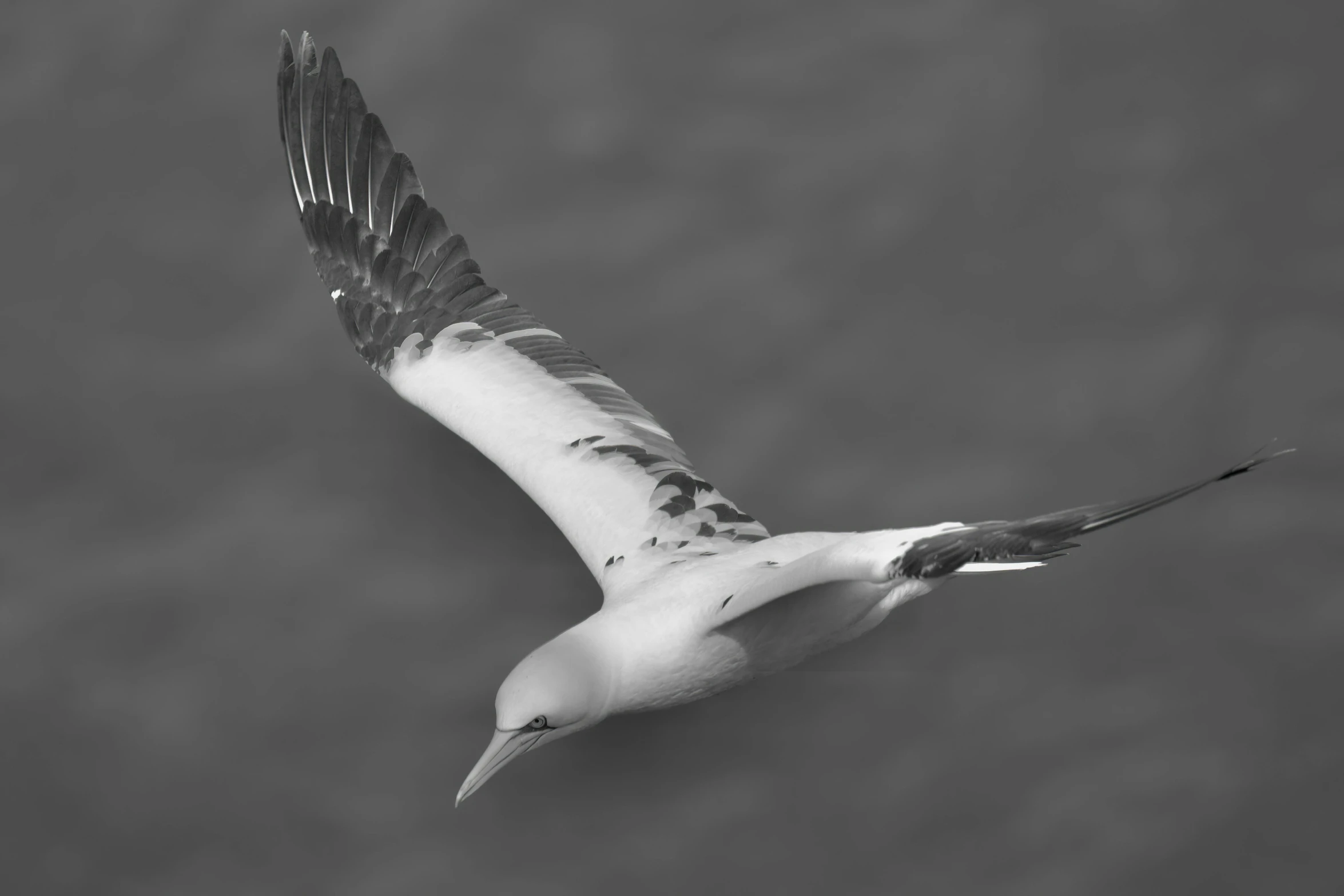 a black and white po of a seagull soaring in the sky