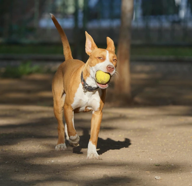 a small brown and white dog carrying a yellow ball