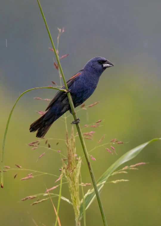 a blue bird standing on top of a tall plant