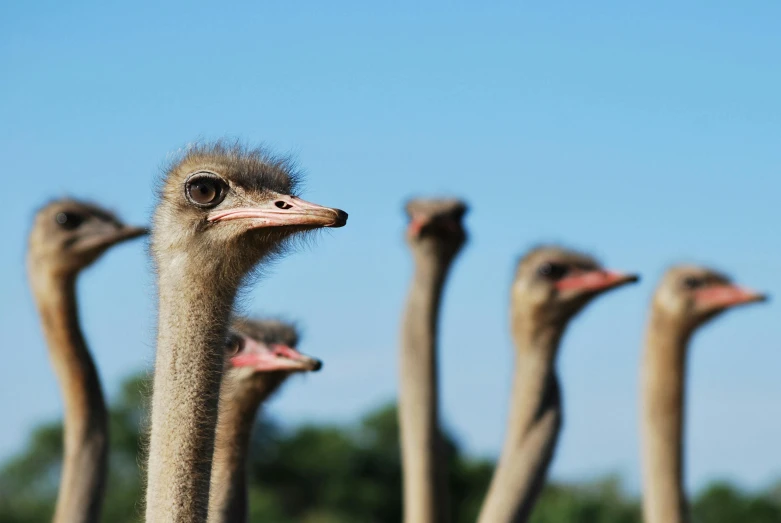 several large ostriches standing together in the grass