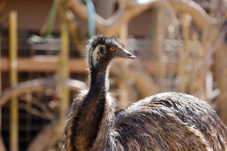 an emu looks off to the left with a blurry background