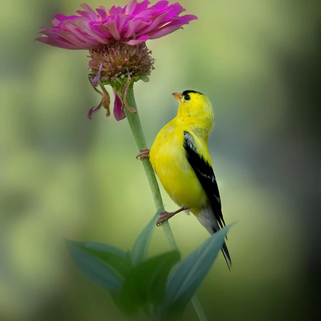 a yellow and black bird sitting on top of a pink flower