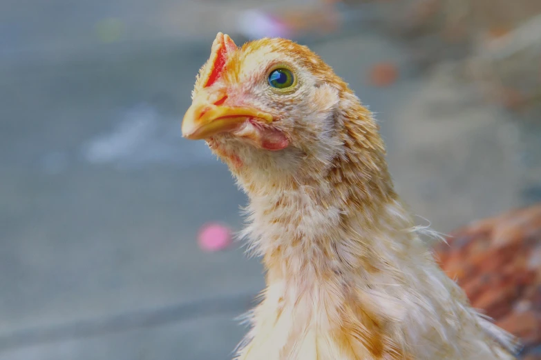 a small chicken has orange beak and yellow head