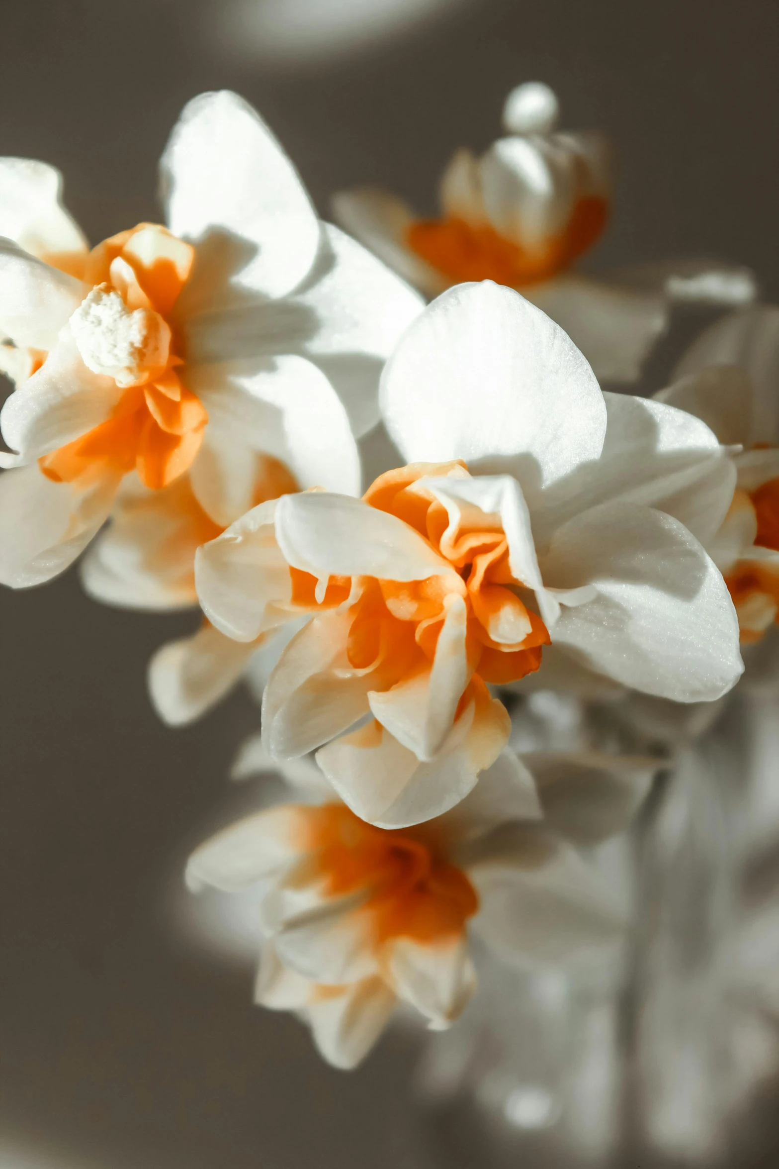 two white and orange flowers floating in water