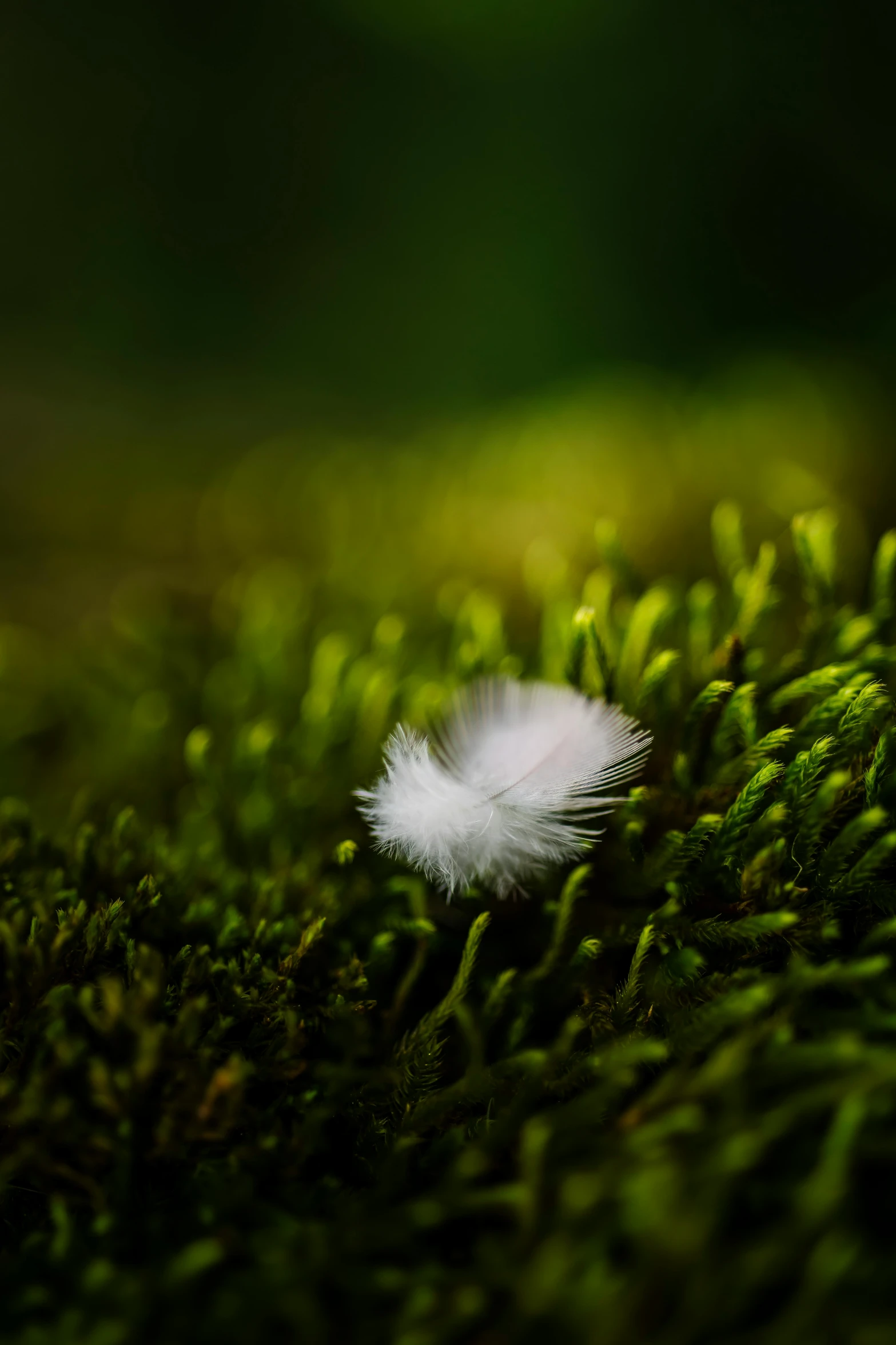 a feather is sitting on the grass next to some liks