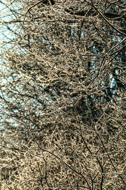 birds sitting on top of nches in the winter