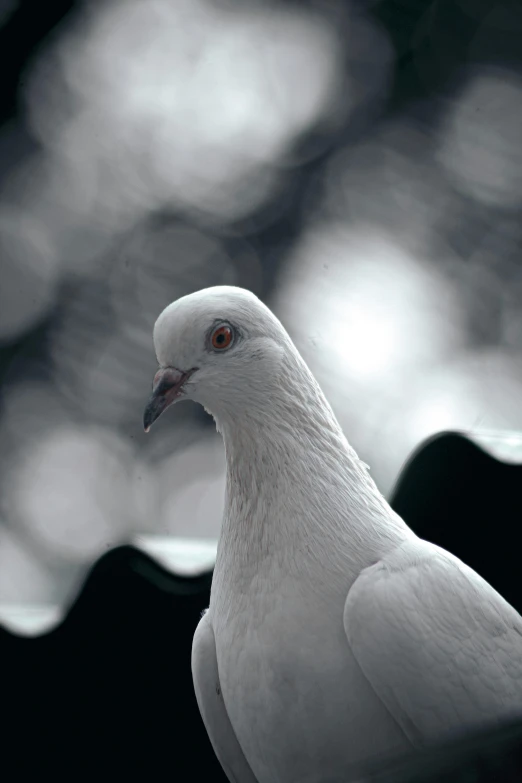 a white pigeon is standing alone in the dark