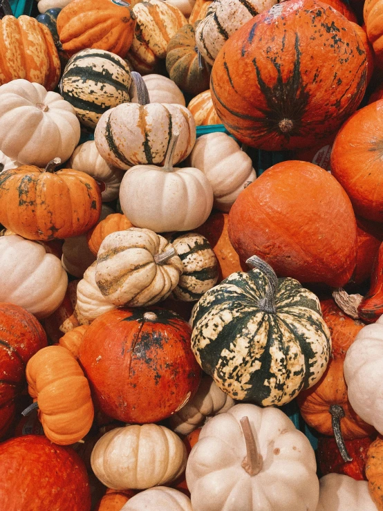 a group of pumpkins that are all white and orange